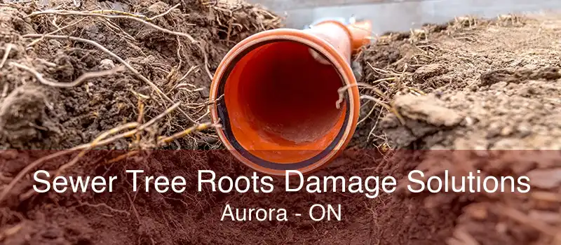 Sewer Tree Roots Damage Solutions Aurora - ON